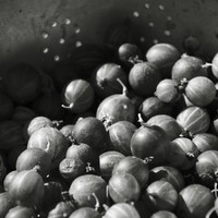 Le potager de mon père