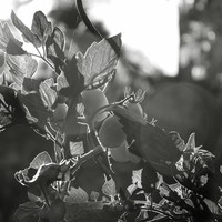Le potager de mon père