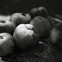 Le potager de mon père