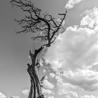 The lungs of our planet