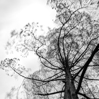 The lungs of our planet
