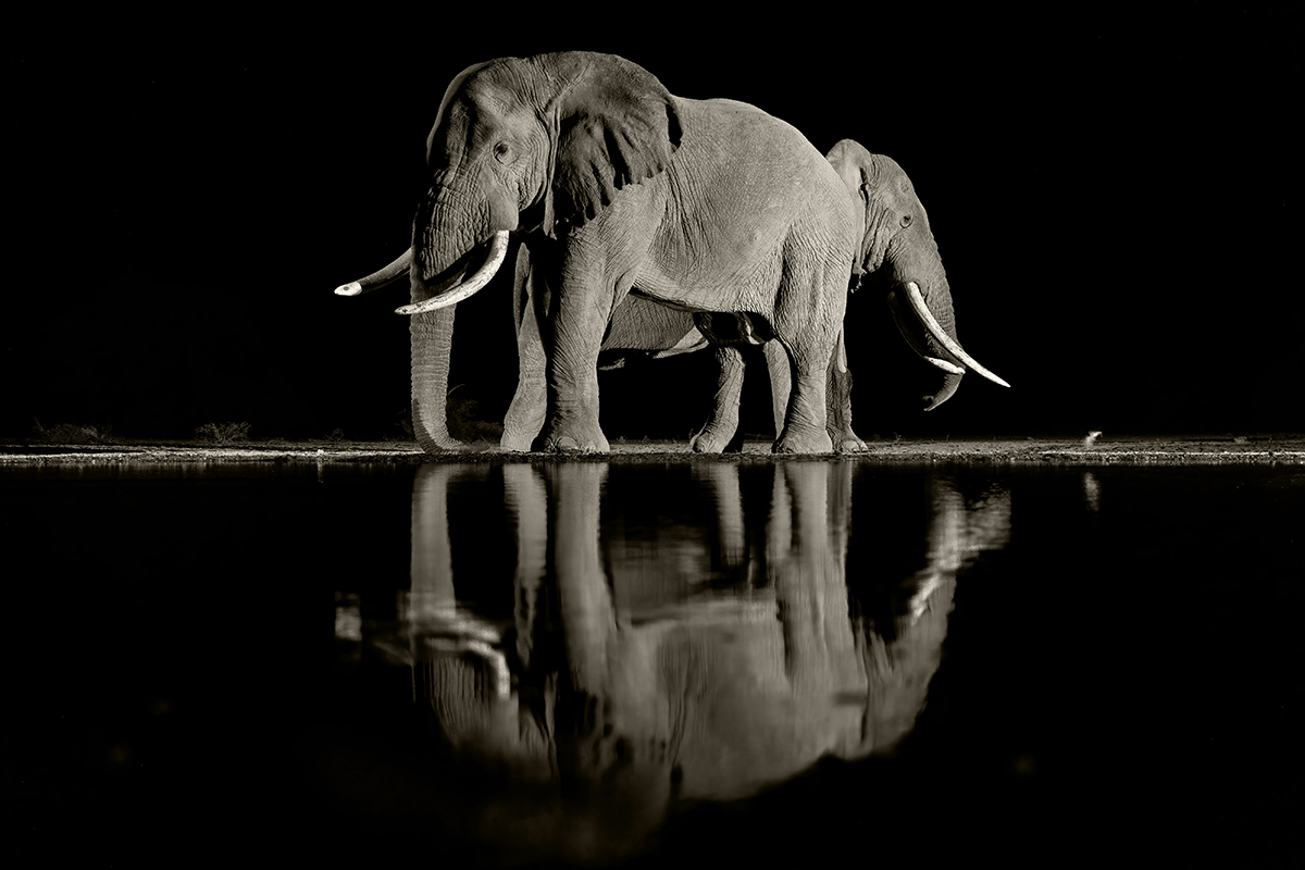 The Gentle Giants