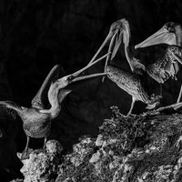 Confrontation
