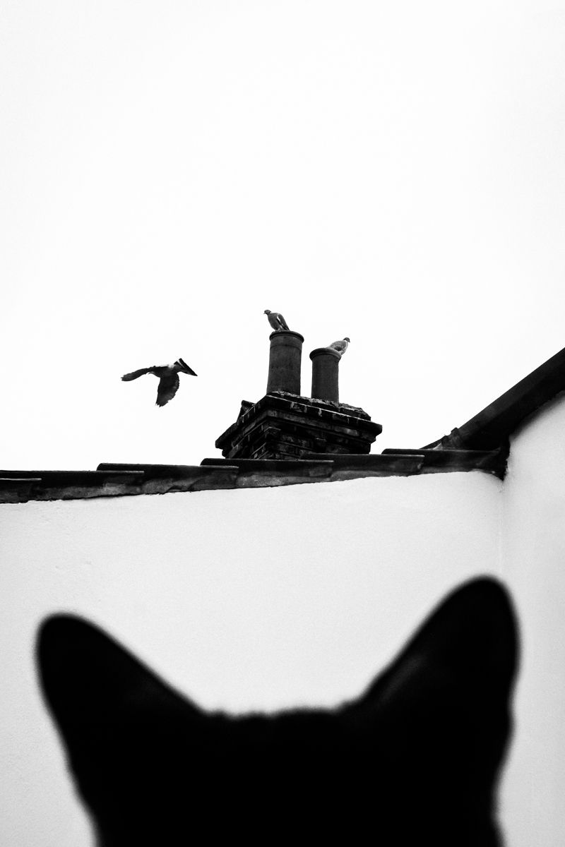 Birdwatcher