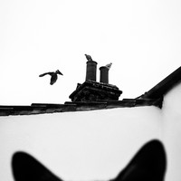 Birdwatcher