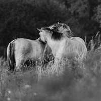 Stories of the Wild Ones