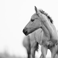 Stories of the Wild Ones