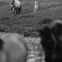 Stories of the Wild Ones