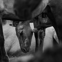Stories of the Wild Ones
