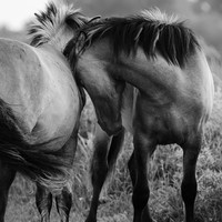 Stories of the Wild Ones