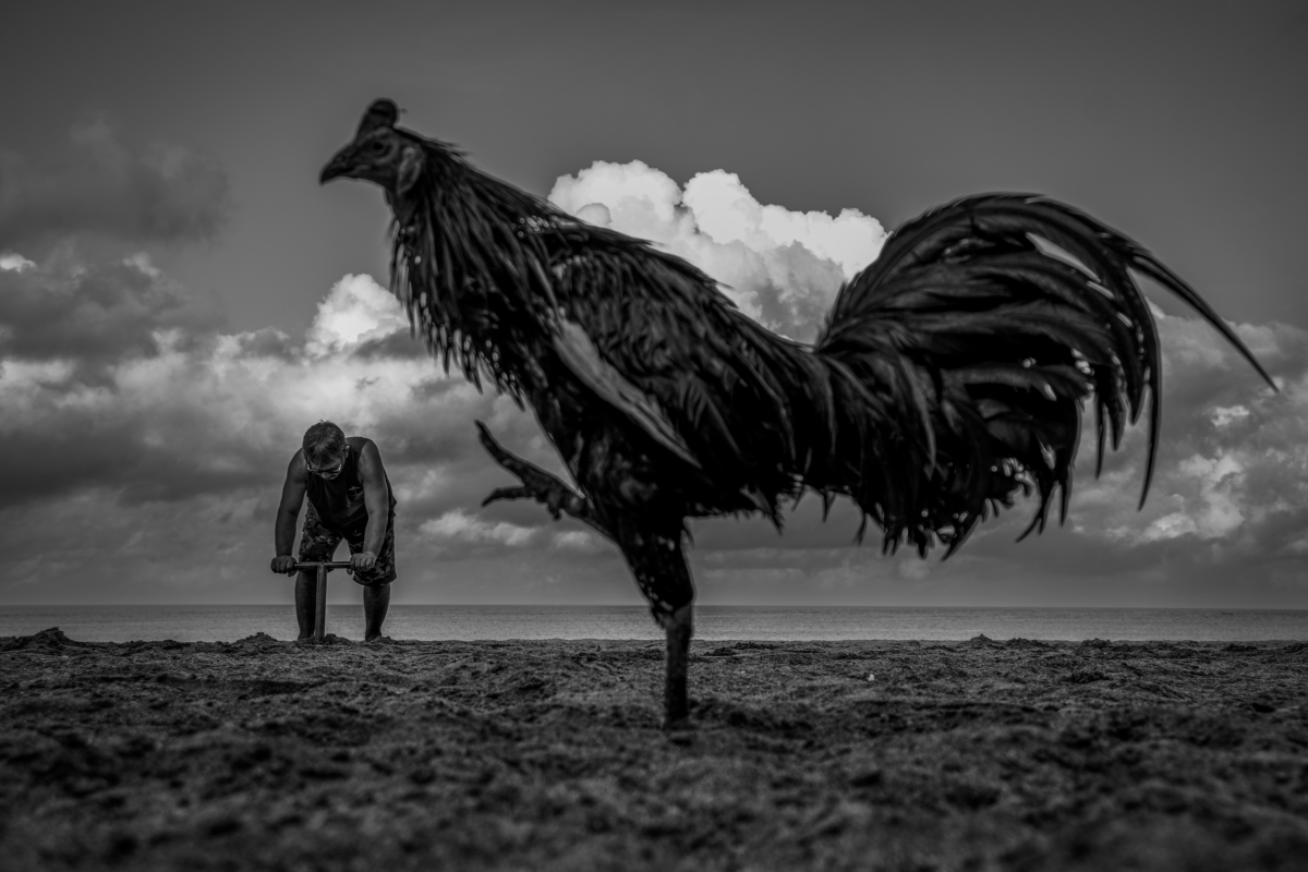 Rooster and Routine
