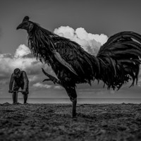 Rooster and Routine