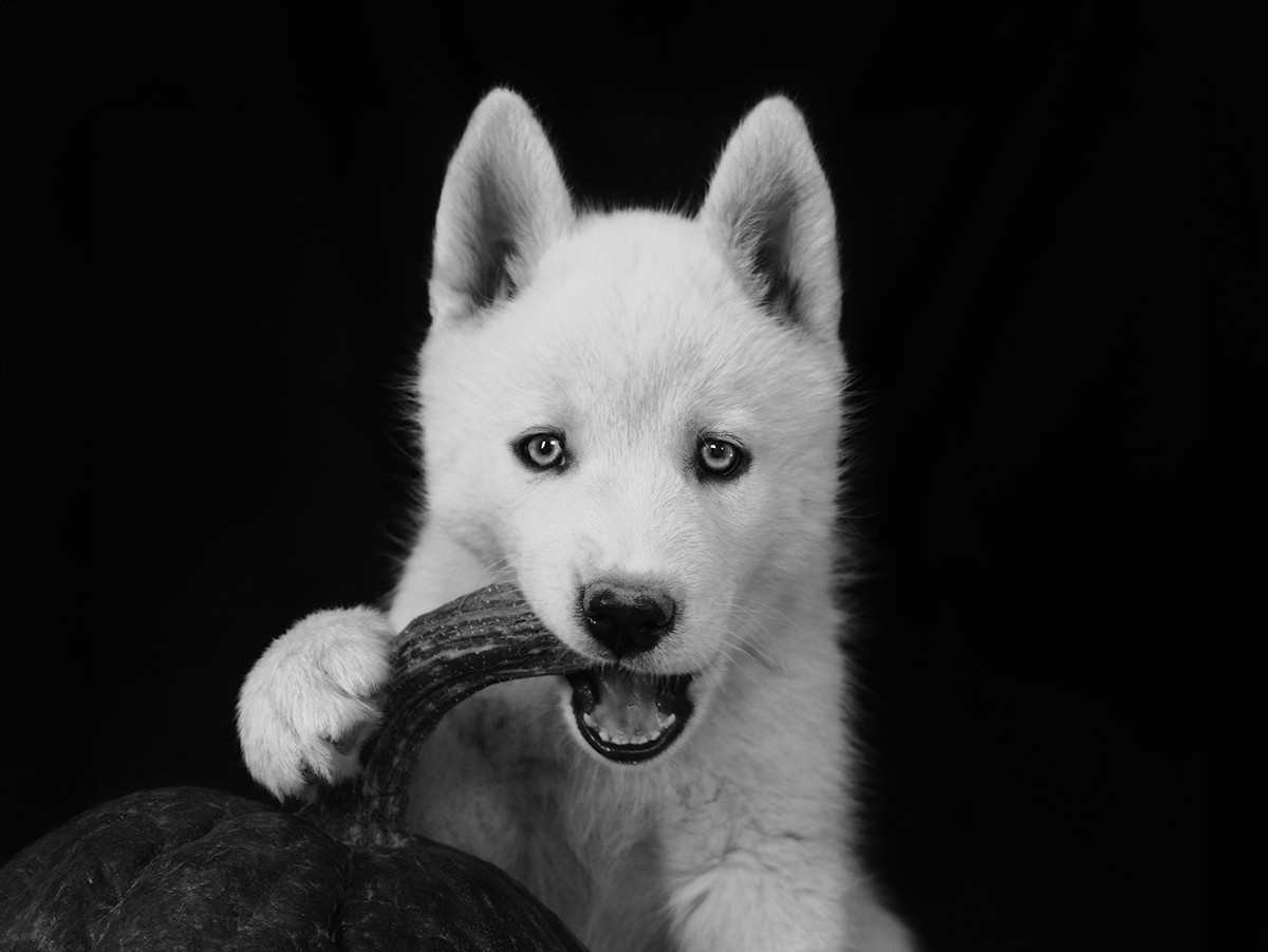 Primal instinct