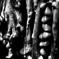Mémento mori