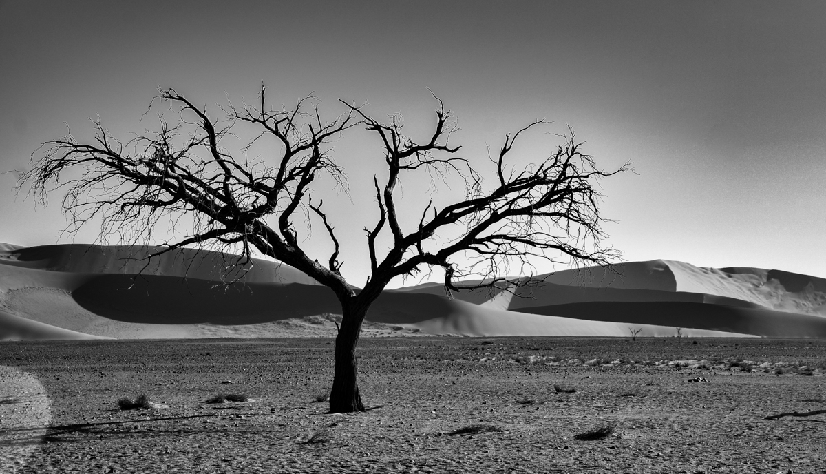 the tree in the desert