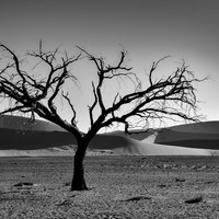 the tree in the desert
