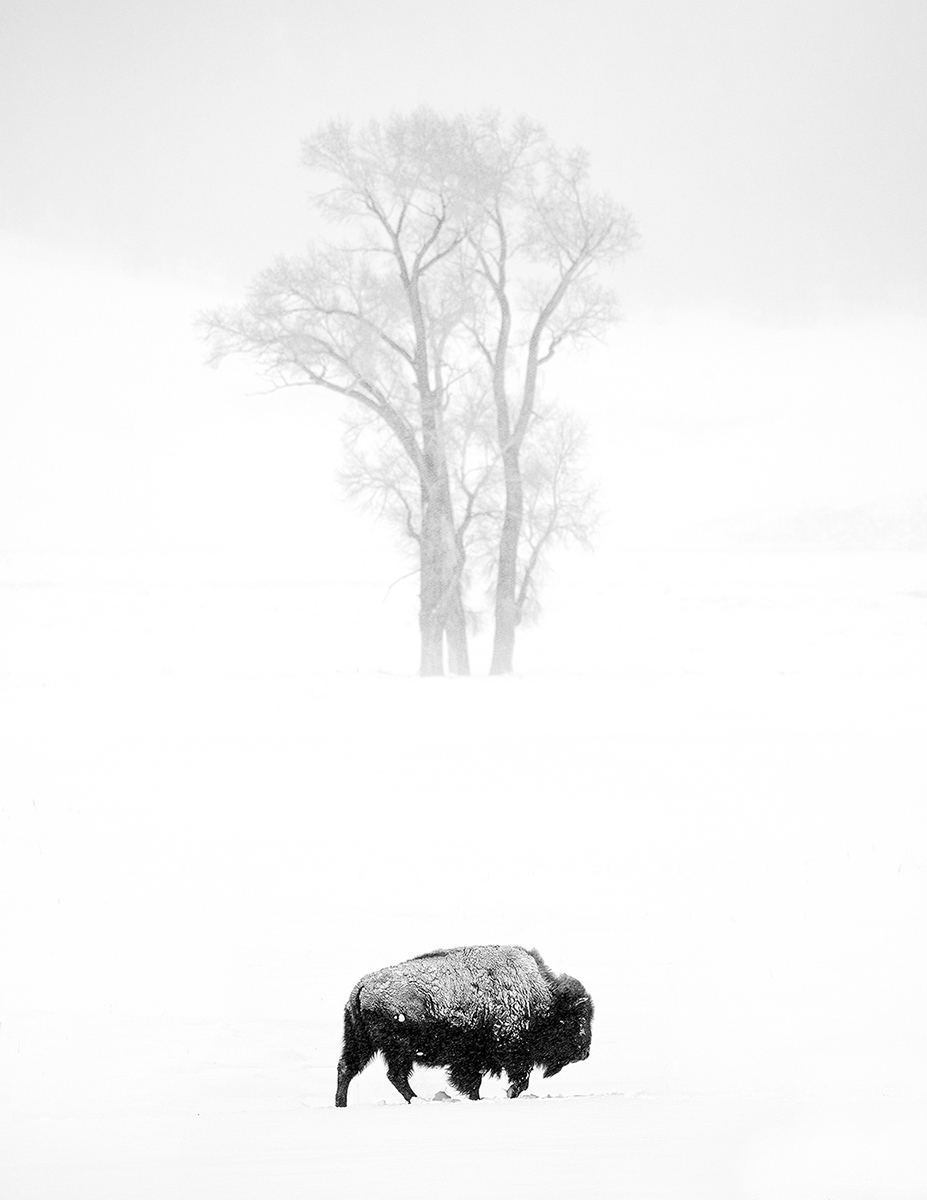 The Stoic