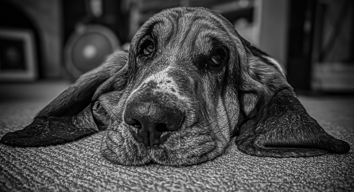 Forlorn
