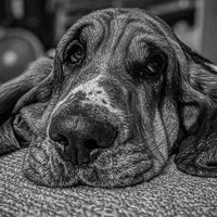 Forlorn