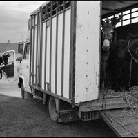 L'âne Grand Noir du Berry et sa foire aux ânes