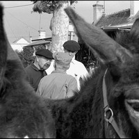 L'âne Grand Noir du Berry et sa foire aux ânes