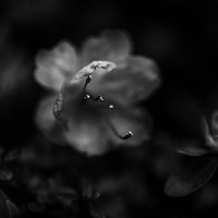 Natura viva