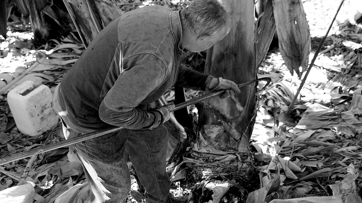 The banana grower in Tazacorte