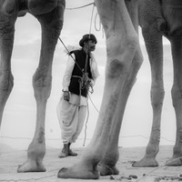 Life at the Camel Festival