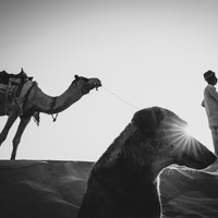 Life at the Camel Festival