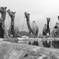 Life at the Camel Festival