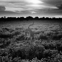 Sbringbok Dream