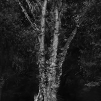 Dryad