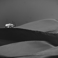 Across the Dunes